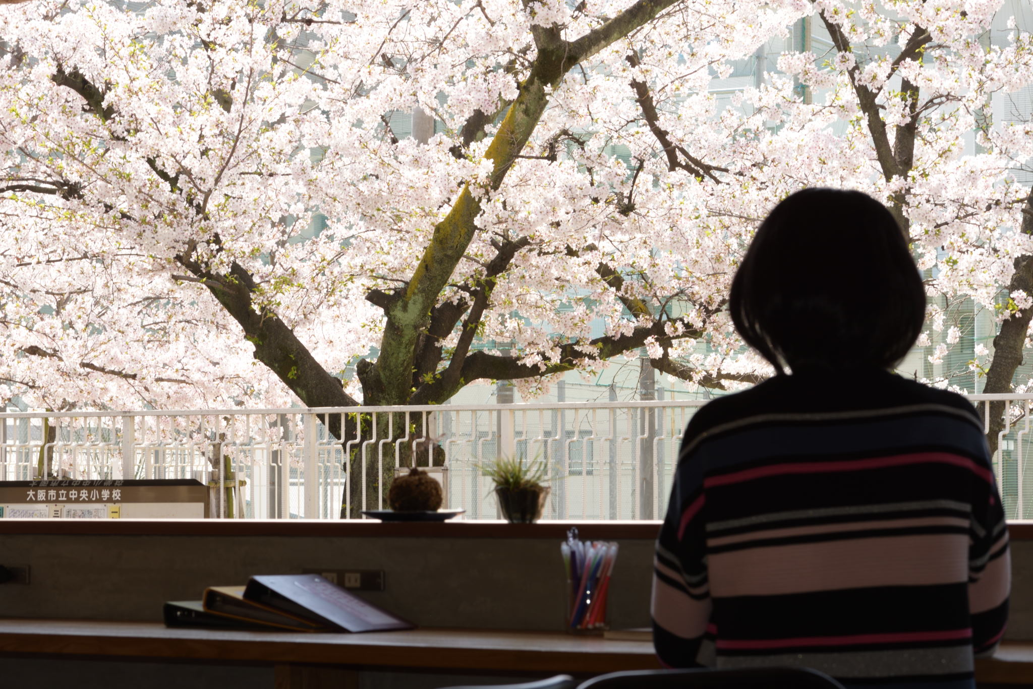 Mitsuwaya コモンスペースからの桜