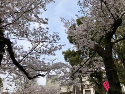 高津　桜